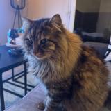 Foto del gato perdido en Le Mans