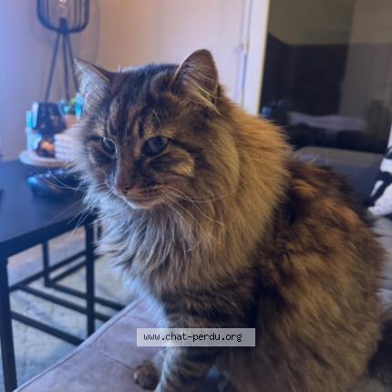 Foto 1/1 Sushi Chat perdido en Le mans