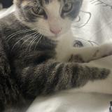 Foto del gato perdido en Le Passage