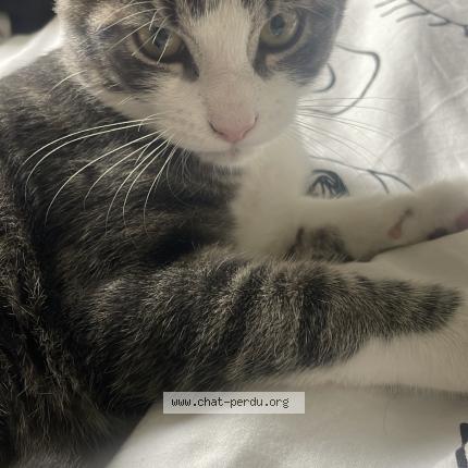Foto 1/1 Waze Chat perdido en Le passage
