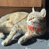 Foto del gato perdido en Roubaix