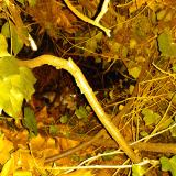 Foto de gato encontrado en Villeurbanne