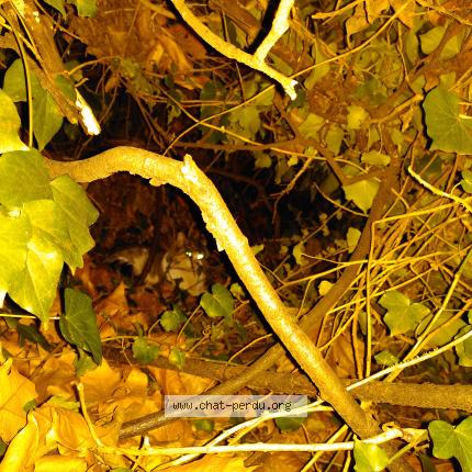 Foto 1/1 Gato encontrado Encontrado en Villeurbanne