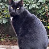 Foto del gato perdido en La Garde