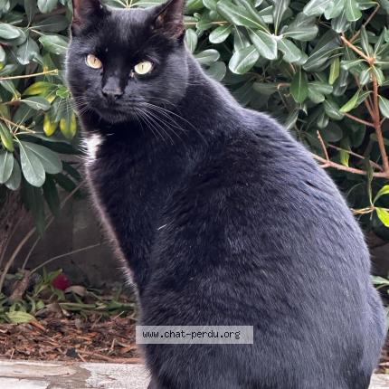 Foto 1/1 Houmous Chat perdido en La garde