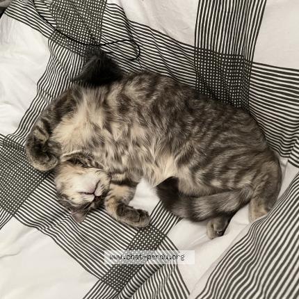 Foto 1/1 Clochette Chat perdido en Pont eveque