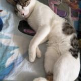 Foto del gato perdido en Montpellier