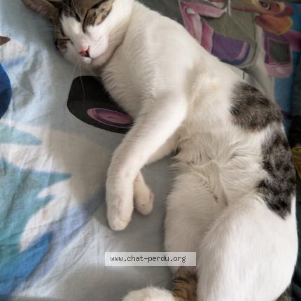 Foto 1/1 Nini Chat perdido en Montpellier