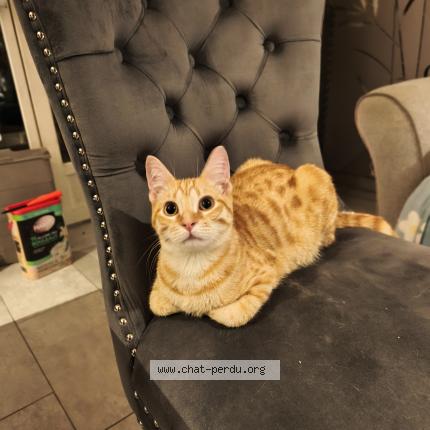 Foto 1/1 Gato encontrado Encontrado en Sevran