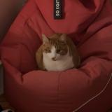 Foto del gato perdido en Veytaux