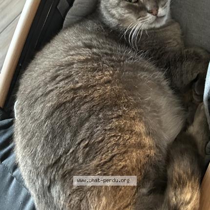 Foto 1/1 Prince Chat perdido en Evregnies