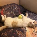 Foto del gato perdido en Viry Chatillon