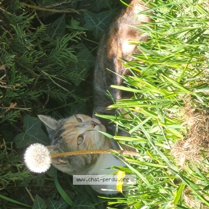 Foto 1/1 Kiwi Chat perdido en Chateau gontier