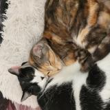 Foto del gato perdido en Chateau Gontier