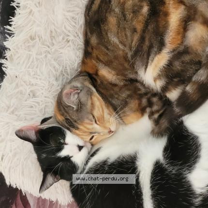 Foto 1/1 Nala Chat perdido en Chateau gontier