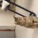 Foto del gato perdido en Massy