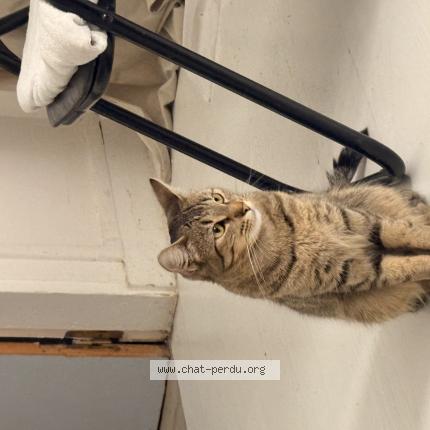 Foto 1/1 Prada Chat perdido en Massy
