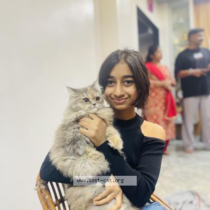 Foto 1/1 Mishy Chat perdido en Surat
