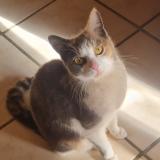 Foto de gato encontrado en Lauret Gam Vert Par La