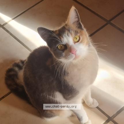 Foto 1/1 Gato encontrado Encontrado en Lauret gam vert par la