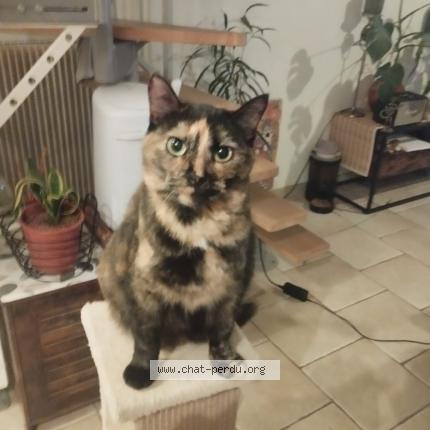 Foto 1/1 Gato encontrado Perdido en Noe