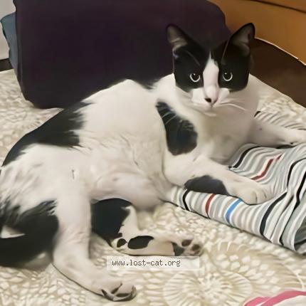 Foto 1/5 Tukku Chat perdido en Calicut