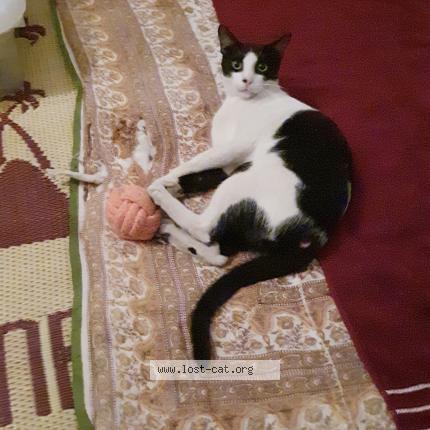 Foto 2/5 Tukku Chat perdido en Calicut