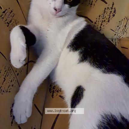 Foto 3/5 Tukku Chat perdido en Calicut