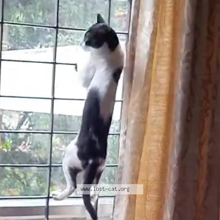 Foto 4/5 Tukku Chat perdido en Calicut