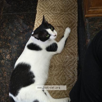 Foto 5/5 Tukku Chat perdido en Calicut