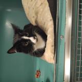 Foto del gato perdido en Saint Affrique