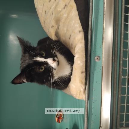Foto 1/1 Raven Chat perdido en Saint affrique