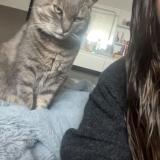 Foto del gato perdido en Langunan