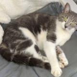 Foto del gato perdido en Miserey Salines