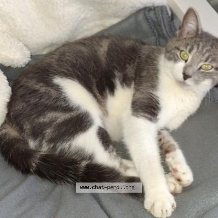 Foto 1/1 VAGABON Chat perdido en Miserey salines