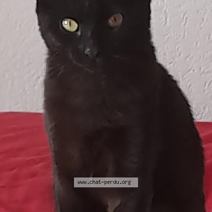 Foto 1/1 SMA&Iuml;LY Chat perdido en Beauvais