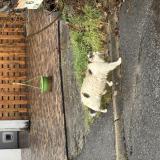 Foto de gato encontrado en Seynod