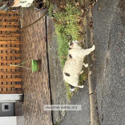 Foto 1/1 Gato encontrado Encontrado en Seynod