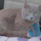 Foto del gato perdido en Saint Vallier