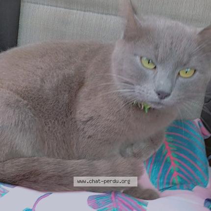 Foto 1/1 Schanelle Chat perdido en Saint vallier