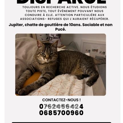 Foto 1/1 Jupiter Chat perdido en Vannes