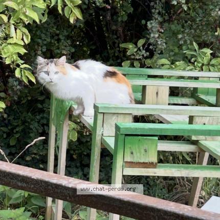 Foto 1/1 Gato encontrado Encontrado en Warmerille