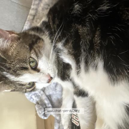 Foto 1/1 Gato encontrado Encontrado en Vitrolles