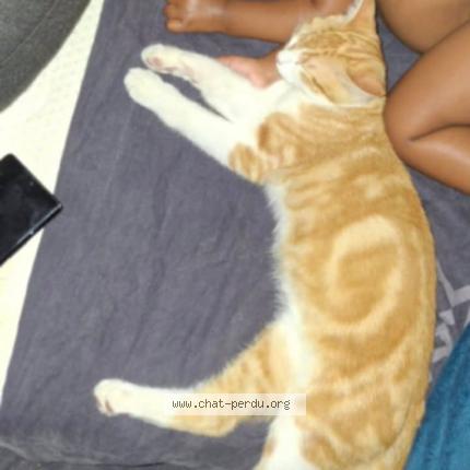 Foto 1/1 Garfield Chat perdido en Gonesse