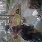 Foto de gato encontrado en Tourcoing