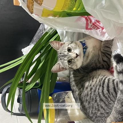 Foto 1/1 saiki Chat perdido en Singapore