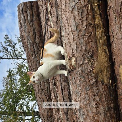 Foto 1/1 Fripouille Chat perdido en Blois