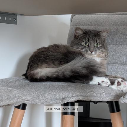 Foto 1/2 ZELDA Chat perdido en Les sorinieres