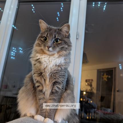 Foto 2/2 ZELDA Chat perdido en Les sorinieres