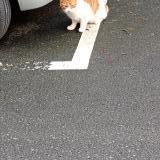 Foto de gato encontrado en Saint Malo